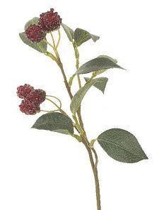 Ветка с ягодами и листьями